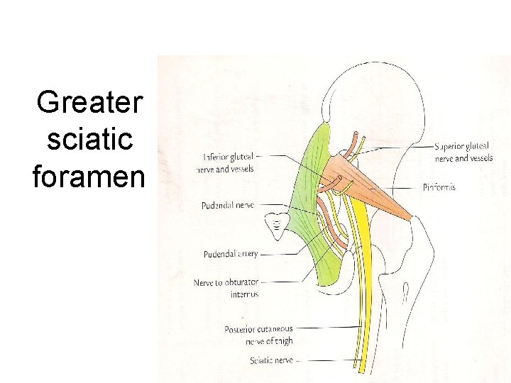 Greater sciatic foramen 