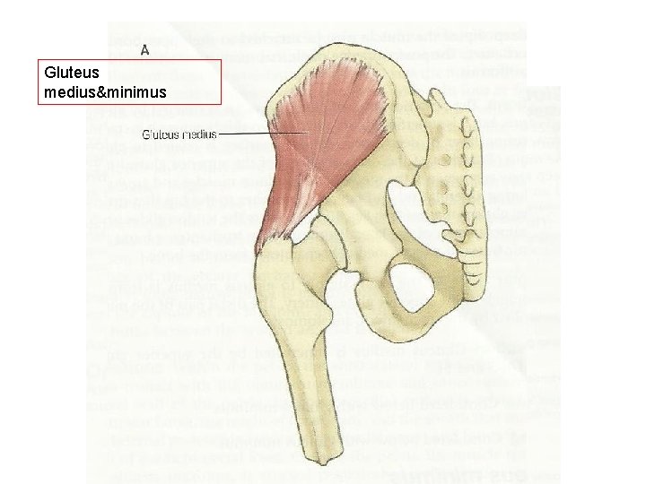 Gluteus medius&minimus 