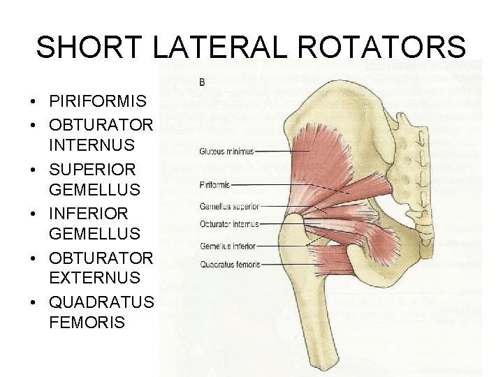 SHORT LATERAL ROTATORS • PIRIFORMIS • OBTURATOR INTERNUS • SUPERIOR GEMELLUS • INFERIOR GEMELLUS