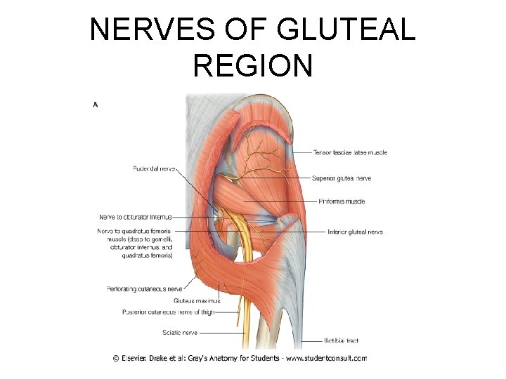 NERVES OF GLUTEAL REGION 