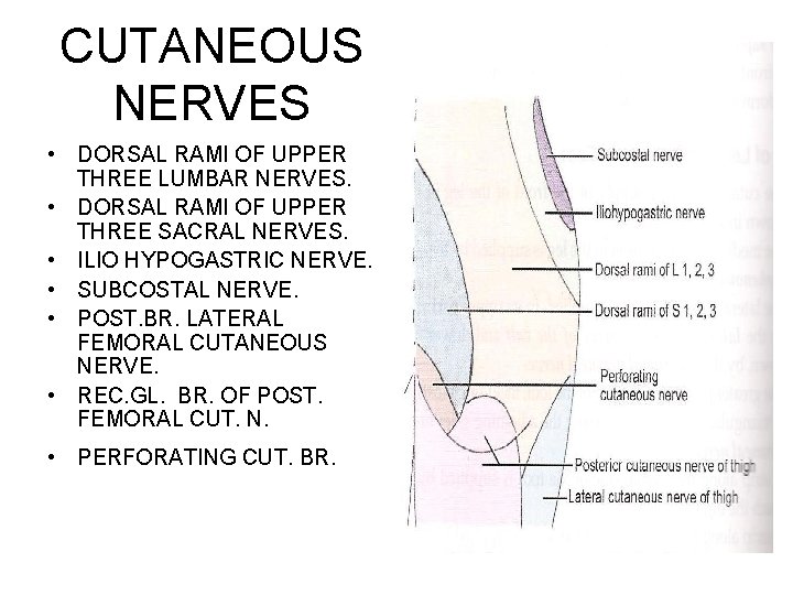 CUTANEOUS NERVES • DORSAL RAMI OF UPPER THREE LUMBAR NERVES. • DORSAL RAMI OF