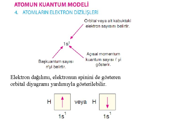 Elektron dağılımı, elektronun spinini de gösteren orbital diyagramı yardımıyla gösterilebilir. 