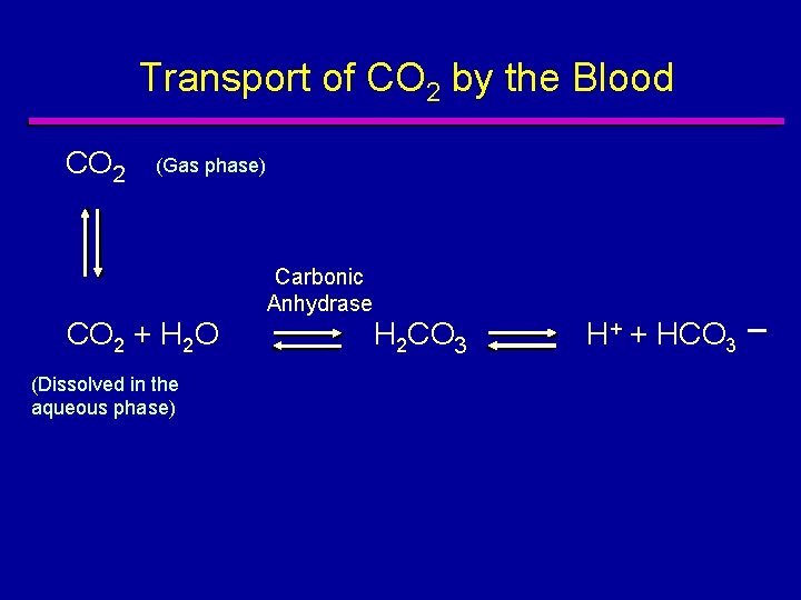 Transport of CO 2 by the Blood CO 2 (Gas phase) Carbonic Anhydrase CO