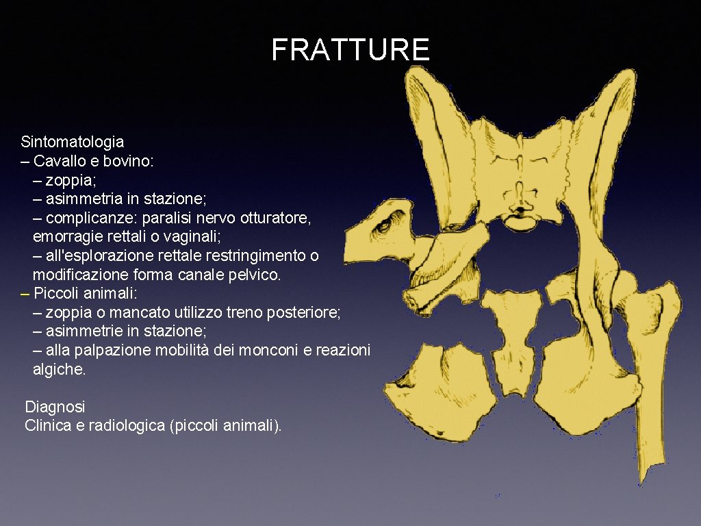 FRATTURE Sintomatologia – Cavallo e bovino: – zoppia; – asimmetria in stazione; – complicanze:
