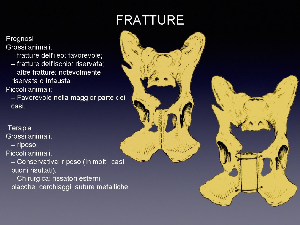 FRATTURE Prognosi Grossi animali: – fratture dell'ileo: favorevole; – fratture dell'ischio: riservata; – altre