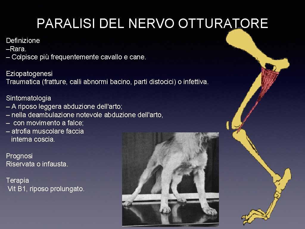 PARALISI DEL NERVO OTTURATORE Definizione –Rara. – Colpisce più frequentemente cavallo e cane. Eziopatogenesi