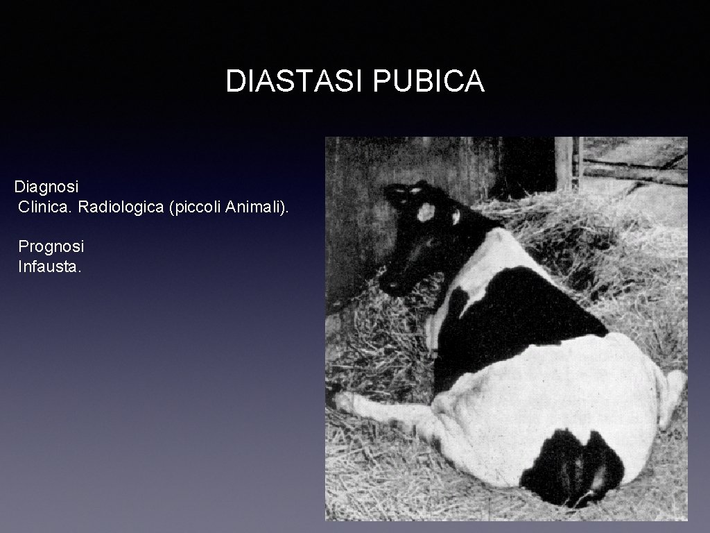 DIASTASI PUBICA Diagnosi Clinica. Radiologica (piccoli Animali). Prognosi Infausta. 