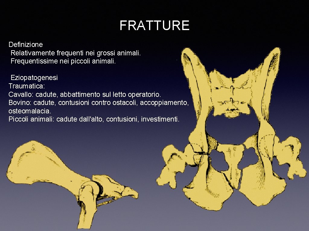 FRATTURE Definizione Relativamente frequenti nei grossi animali. Frequentissime nei piccoli animali. Eziopatogenesi Traumatica: Cavallo: