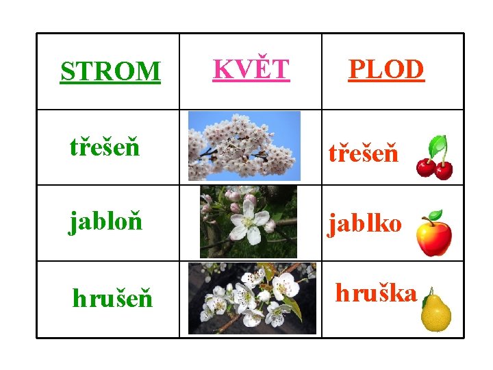 STROM KVĚT PLOD třešeň jabloň jablko hrušeň hruška 