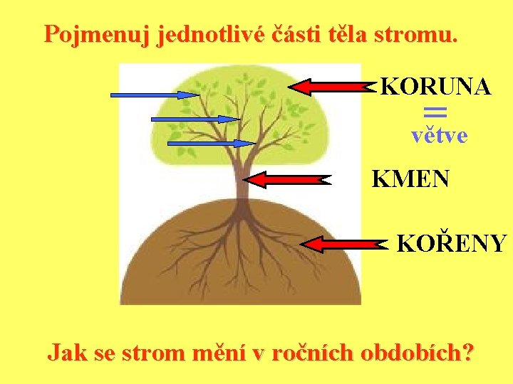 Pojmenuj jednotlivé části těla stromu. KORUNA = větve KMEN KOŘENY Jak se strom mění