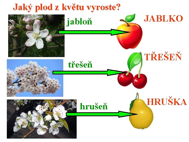 Jaký plod z květu vyroste? jabloň třešeň hrušeň JABLKO TŘEŠEŇ HRUŠKA 