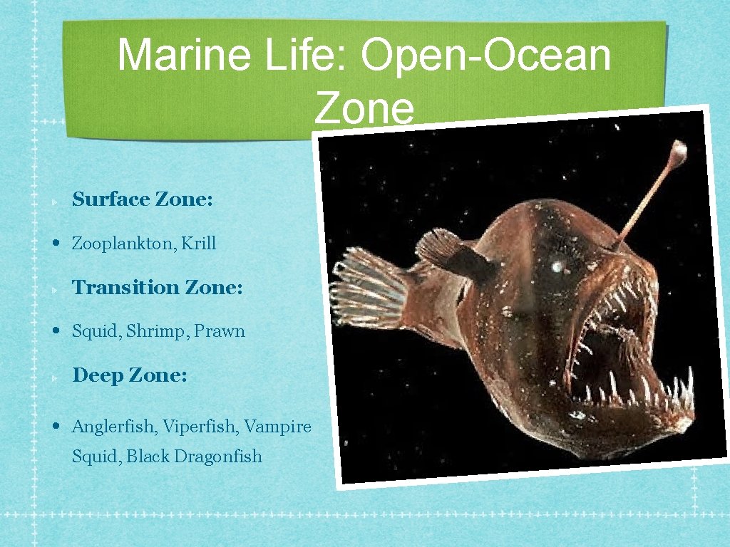 Marine Life: Open-Ocean Zone Surface Zone: • Zooplankton, Krill Transition Zone: • Squid, Shrimp,