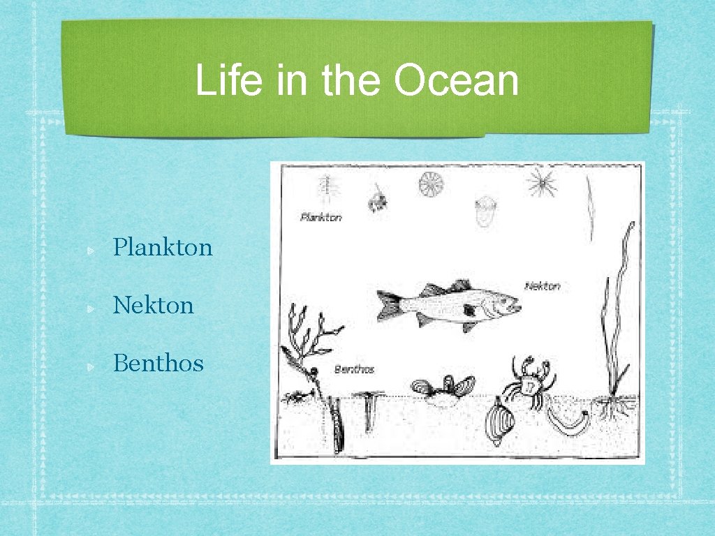 Life in the Ocean Plankton Nekton Benthos 