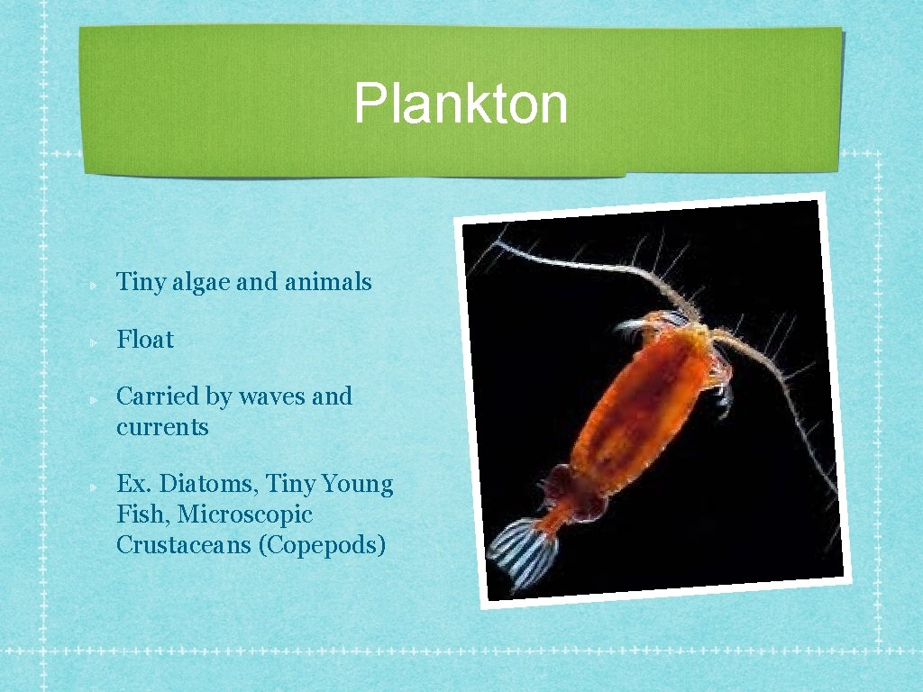 Plankton Tiny algae and animals Float Carried by waves and currents Ex. Diatoms, Tiny