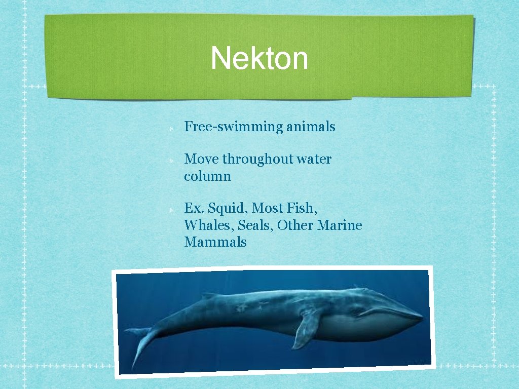 Nekton Free-swimming animals Move throughout water column Ex. Squid, Most Fish, Whales, Seals, Other