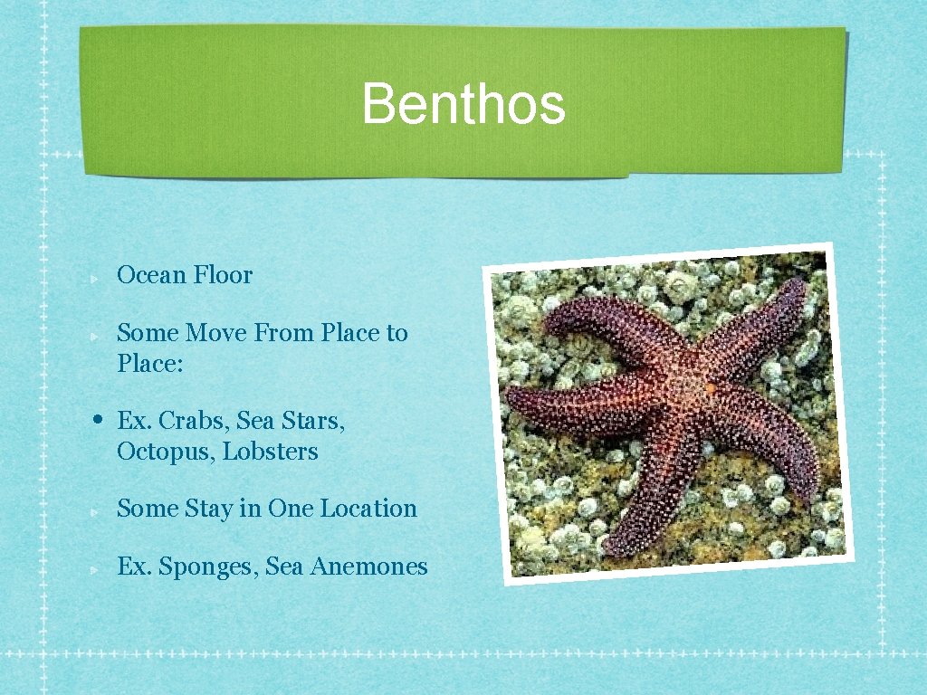 Benthos Ocean Floor Some Move From Place to Place: • Ex. Crabs, Sea Stars,