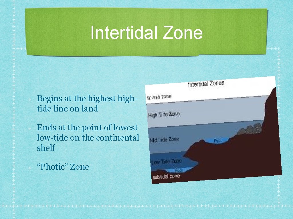Intertidal Zone Begins at the highest hightide line on land Ends at the point