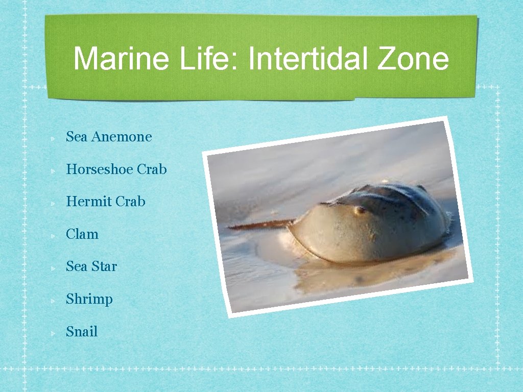 Marine Life: Intertidal Zone Sea Anemone Horseshoe Crab Hermit Crab Clam Sea Star Shrimp