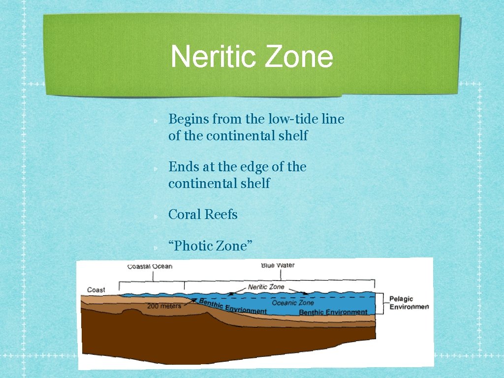 Neritic Zone Begins from the low-tide line of the continental shelf Ends at the