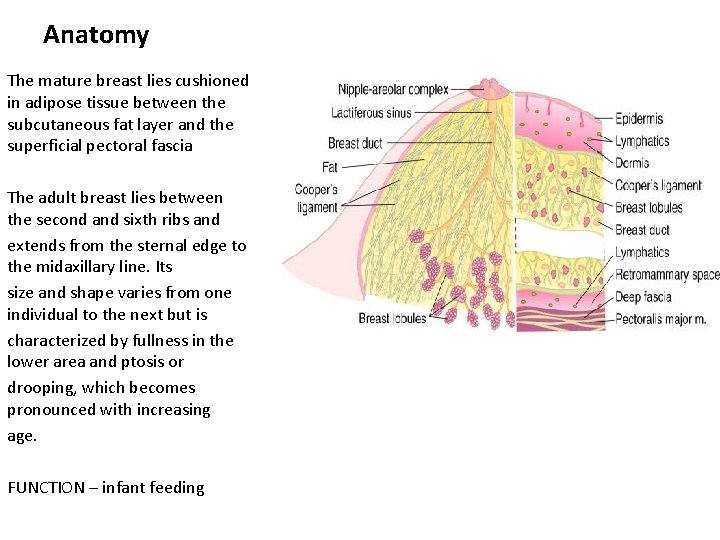 Anatomy The mature breast lies cushioned in adipose tissue between the subcutaneous fat layer