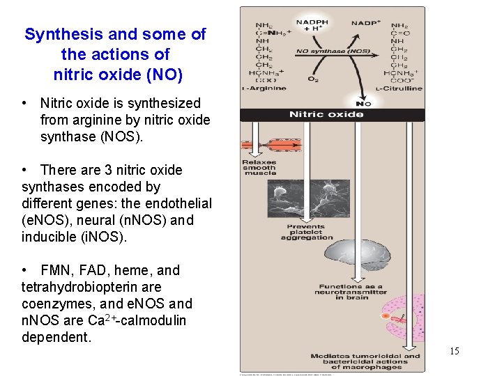 Synthesis and some of the actions of nitric oxide (NO) • Nitric oxide is
