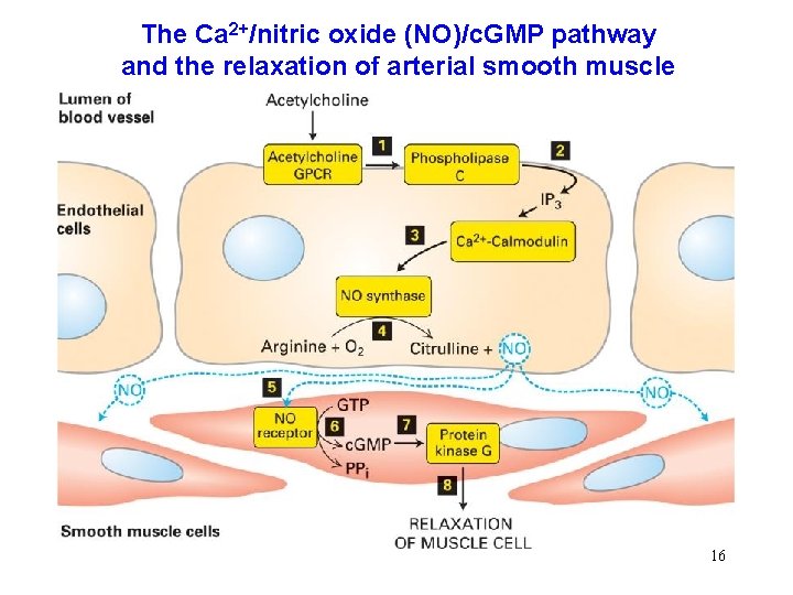 The Ca 2+/nitric oxide (NO)/c. GMP pathway and the relaxation of arterial smooth muscle