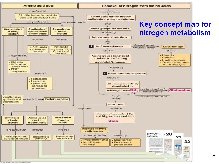Key concept map for nitrogen metabolism 18 