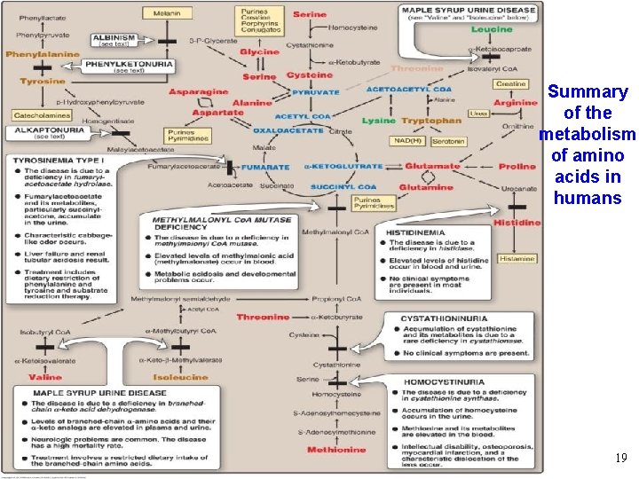 Summary of the metabolism of amino acids in humans 19 