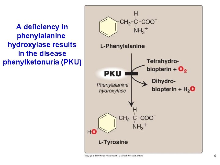 A deficiency in phenylalanine hydroxylase results in the disease phenylketonuria (PKU) 4 