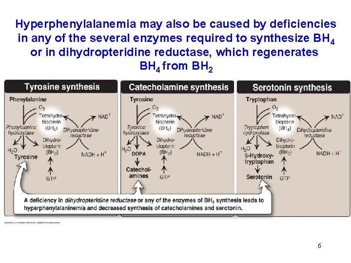 Hyperphenylalanemia may also be caused by deficiencies in any of the several enzymes required