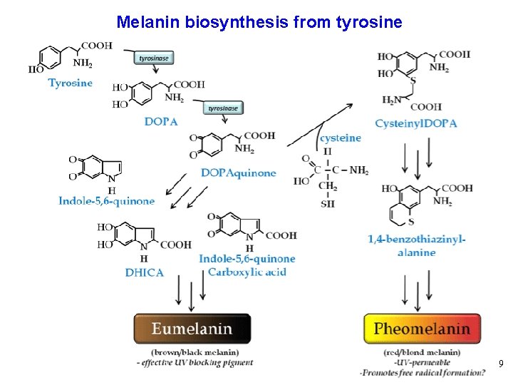 Melanin biosynthesis from tyrosine 9 