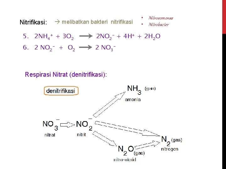 Nitrifikasi: melibatkan bakteri nitrifikasi • Nitrosomonas • Nitrobacter 5. 2 NH 4+ + 3