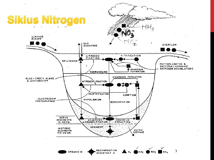 Siklus Nitrogen 