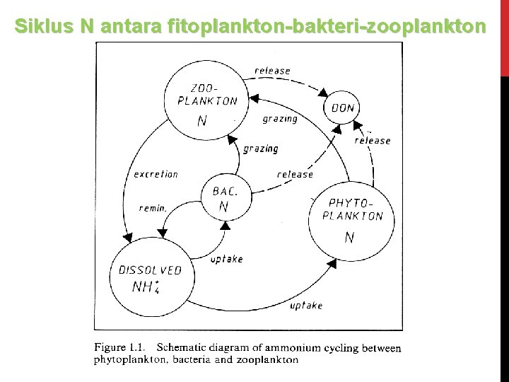 Siklus N antara fitoplankton-bakteri-zooplankton 