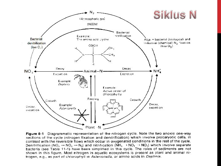 Siklus N 