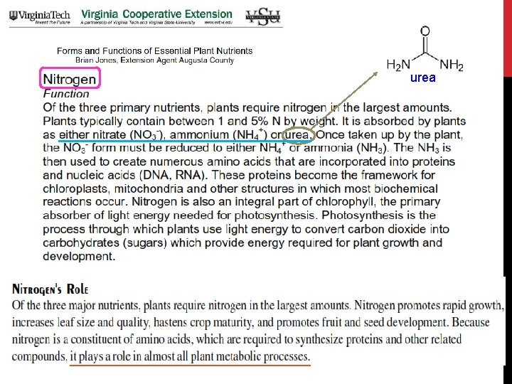 urea 