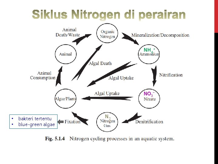 NH 4+ NO 3 • • bakteri tertentu blue-green algae N 2 