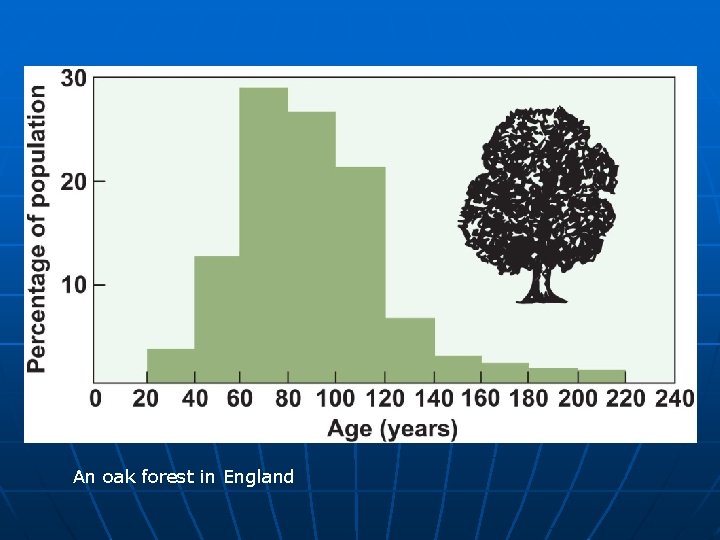 An oak forest in England 