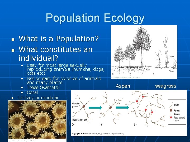 Population Ecology n n n What is a Population? What constitutes an individual? •