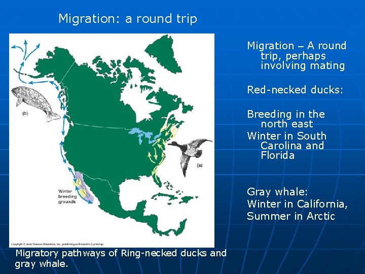 Migration: a round trip Migration – A round trip, perhaps involving mating Red-necked ducks: