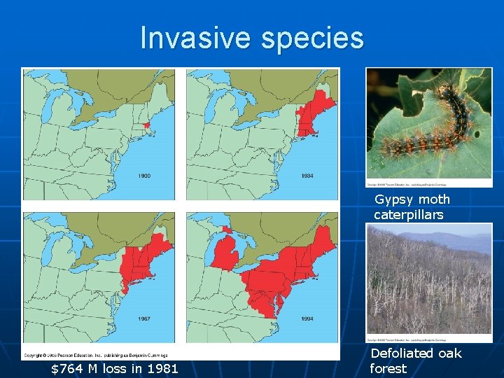 Invasive species Gypsy moth caterpillars $764 M loss in 1981 Defoliated oak forest 