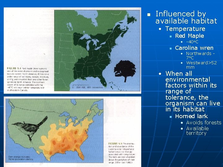 n Influenced by available habitat • Temperature n Red Maple • -40 o. C