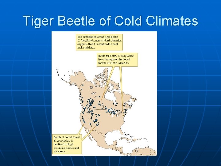 Tiger Beetle of Cold Climates 