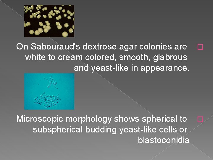 On Sabouraud's dextrose agar colonies are � white to cream colored, smooth, glabrous and On Sabouraud's dextrose agar colonies are � white to cream colored, smooth, glabrous and