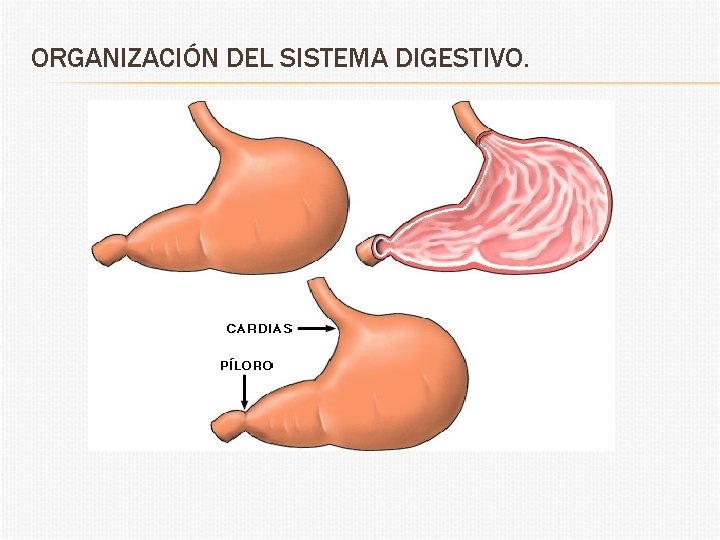  ORGANIZACIÓN DEL SISTEMA DIGESTIVO. 