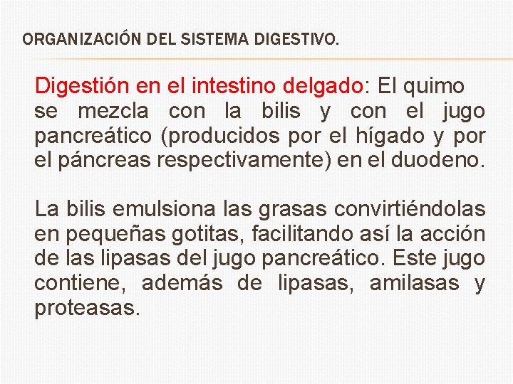 ORGANIZACIÓN DEL SISTEMA DIGESTIVO. Digestión en el intestino delgado: El quimo se mezcla con