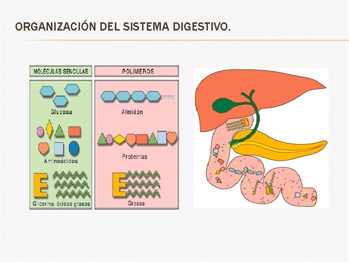 ORGANIZACIÓN DEL SISTEMA DIGESTIVO. 