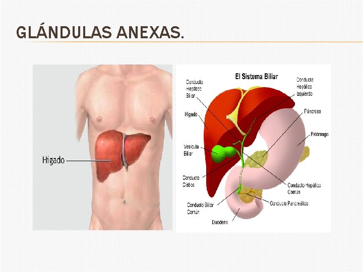 GLÁNDULAS ANEXAS. 