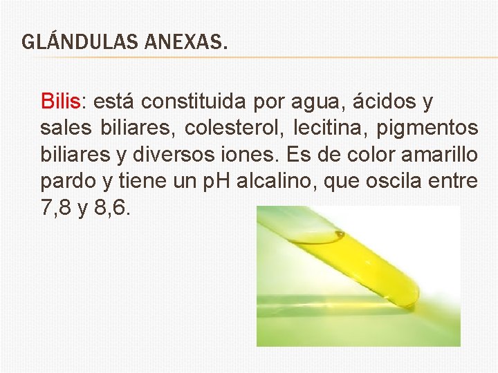 GLÁNDULAS ANEXAS. Bilis: está constituida por agua, ácidos y sales biliares, colesterol, lecitina, pigmentos