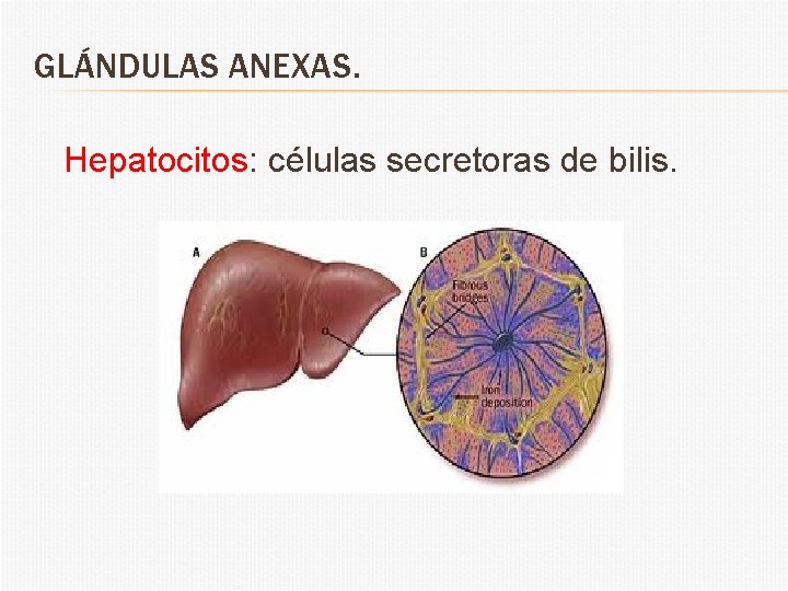 GLÁNDULAS ANEXAS. Hepatocitos: células secretoras de bilis. 